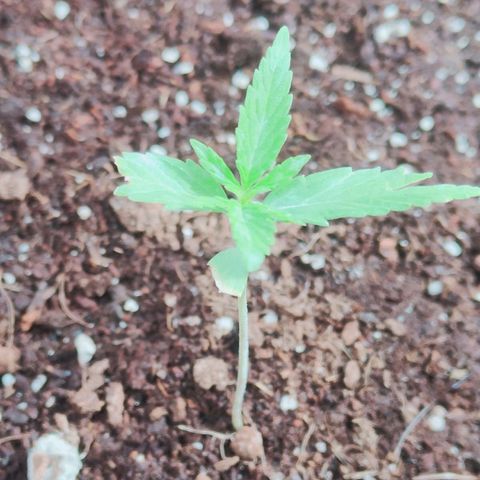 Auto Ak  growlog timeline photo