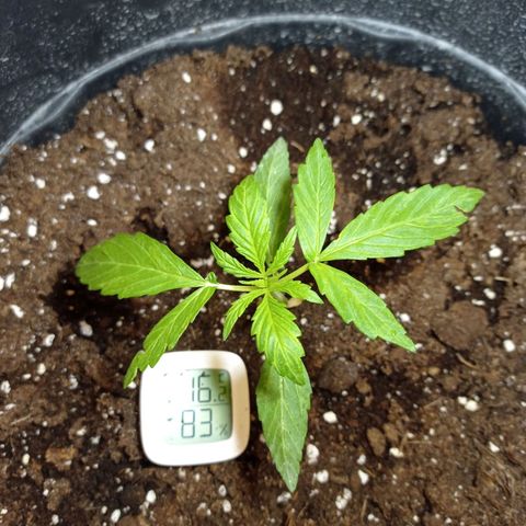 Magnum auto growlog photo: 9 cm