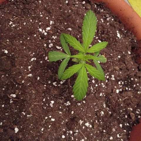 Auto Ak  growlog timeline photo