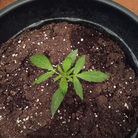 Magnum auto growlog timeline photo
