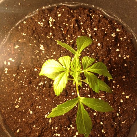 Magnum auto growlog timeline photo