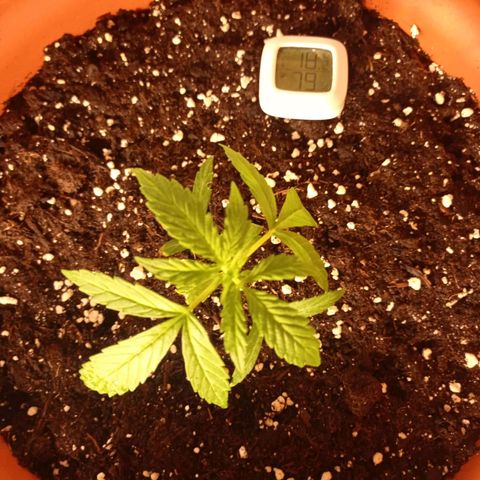 Auto Ak  growlog timeline photo