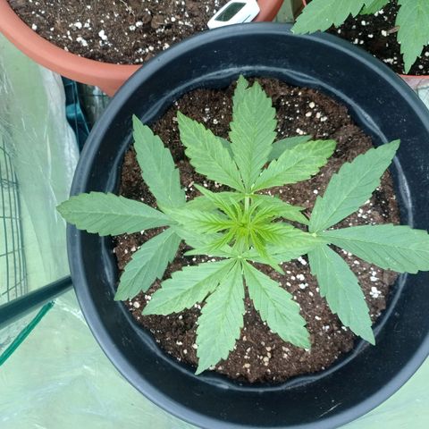 Magnum auto growlog timeline photo