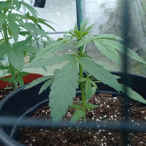 Magnum auto growlog timeline photo