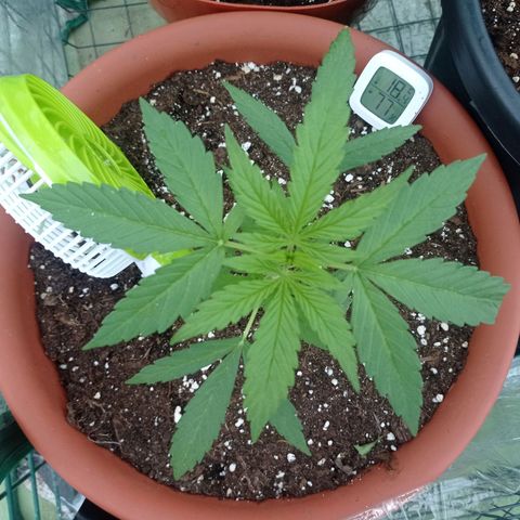 Auto Ak  growlog timeline photo