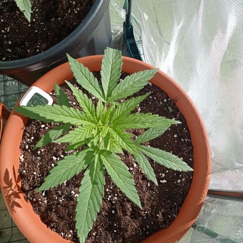 Auto Ak  growlog timeline photo