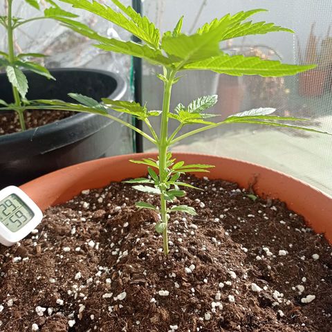Auto Ak  growlog timeline photo