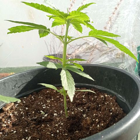 Magnum auto growlog timeline photo