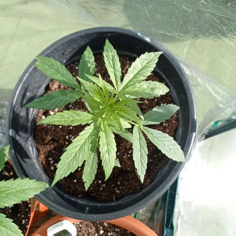 Magnum auto growlog timeline photo