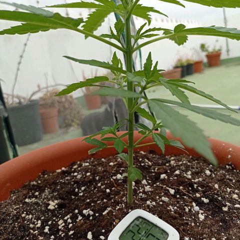 Auto Ak  growlog timeline photo
