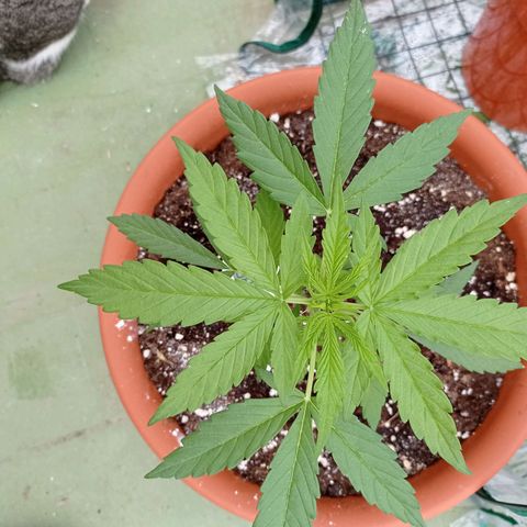 Auto Ak  growlog timeline photo