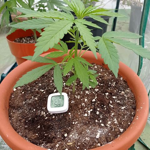 Auto Ak  growlog timeline photo