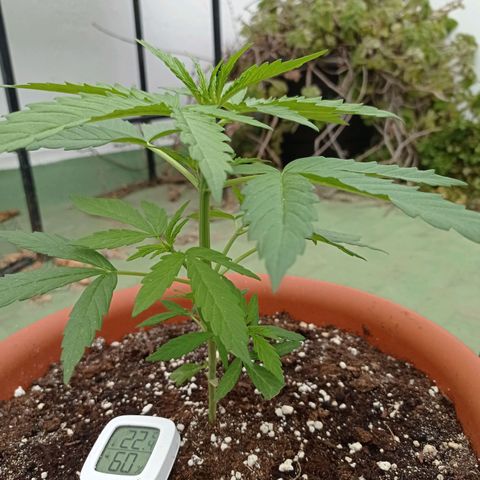 Auto Ak  growlog timeline photo