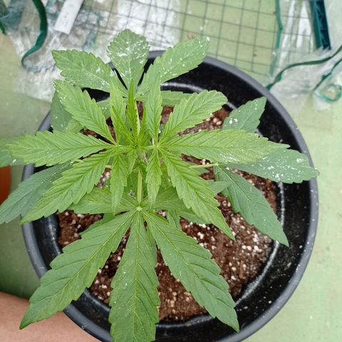 Magnum auto growlog photo: 28 cm