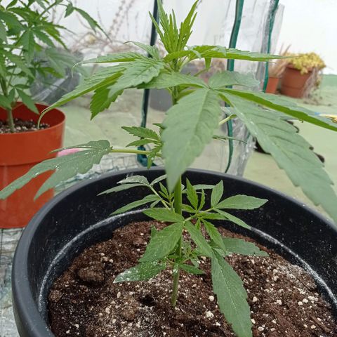 Magnum auto growlog photo: 28 cm