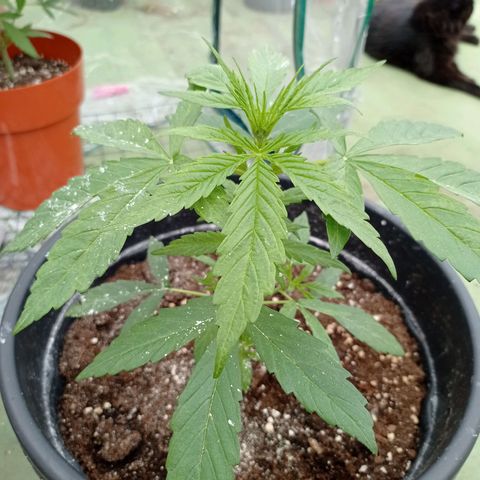 Magnum auto growlog photo: 28 cm