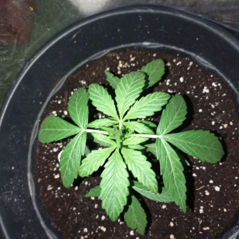 Magnum auto growlog timeline photo