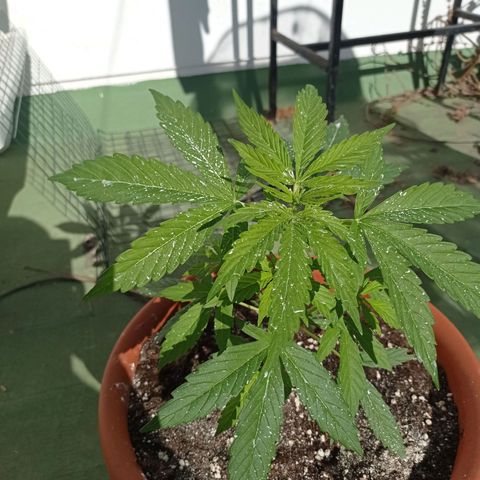 Auto Ak  growlog timeline photo