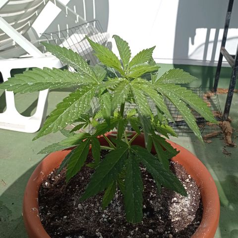 Auto Ak  growlog timeline photo