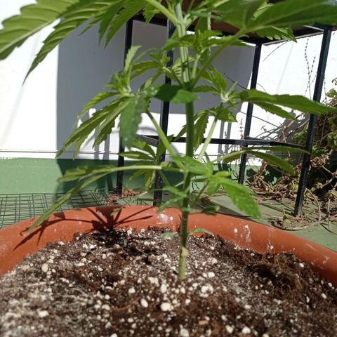 Auto Ak  growlog timeline photo