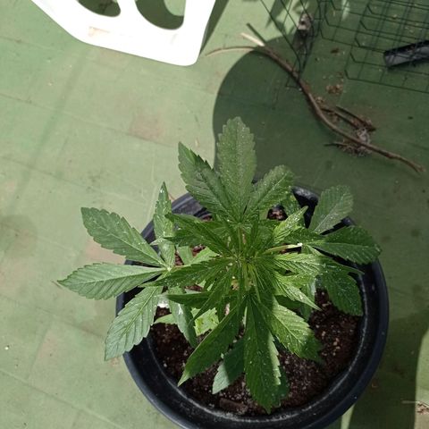 Magnum auto growlog photo: 34cm