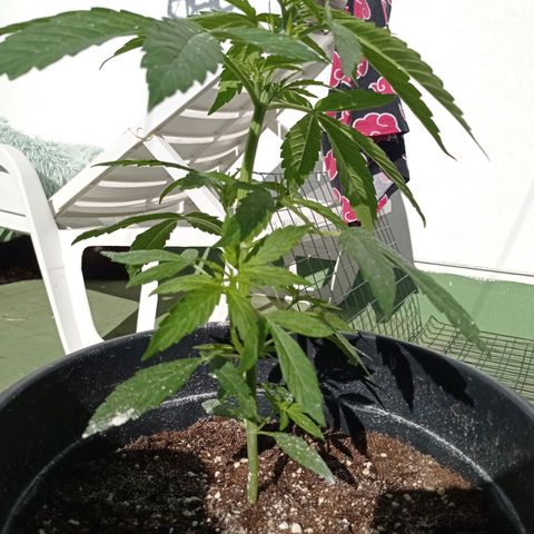 Magnum auto growlog photo: 34cm