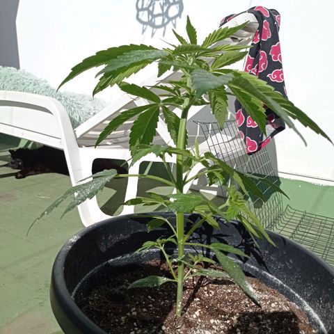 Magnum auto growlog photo: 34cm
