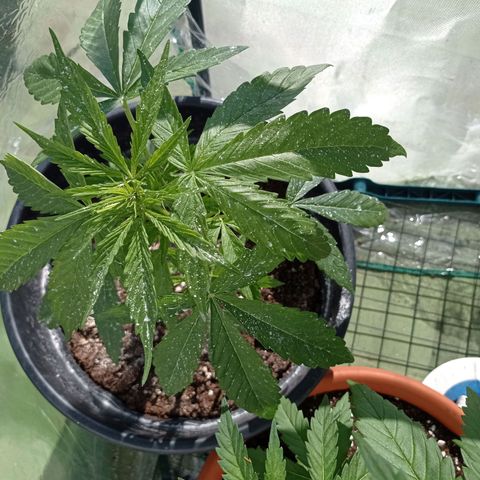 Magnum auto growlog timeline photo