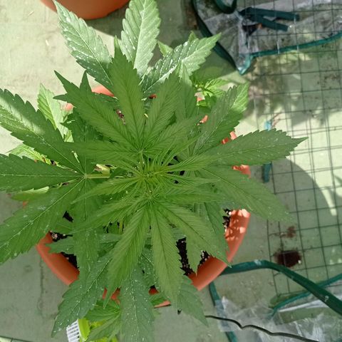 Auto Ak  growlog timeline photo