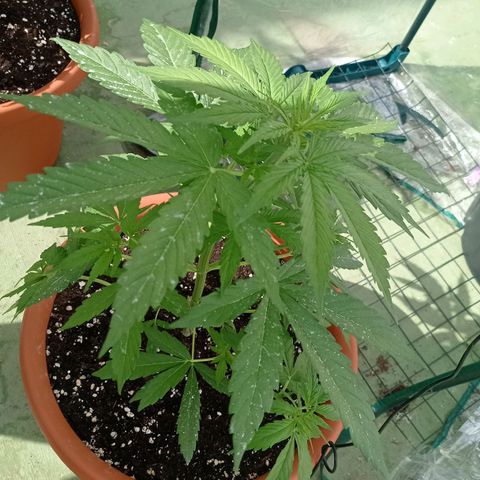 Auto Ak  growlog timeline photo