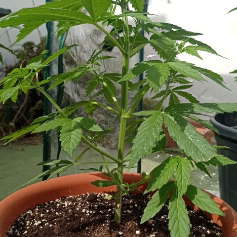 Auto Ak  growlog timeline photo