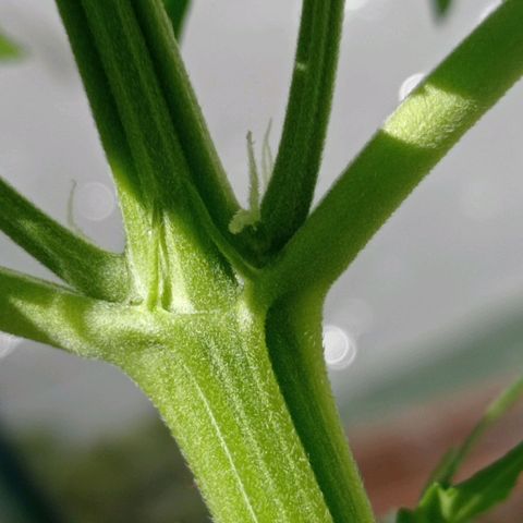 Magnum auto growlog photo: 48cm
