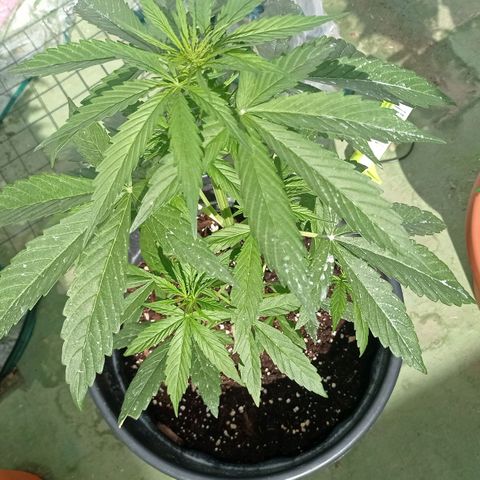 Magnum auto growlog photo: 48cm
