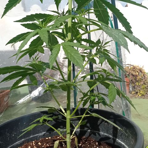 Magnum auto growlog photo: 48cm