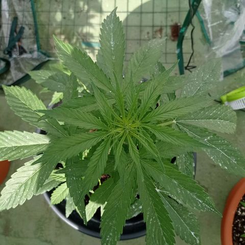 Magnum auto growlog photo: 48cm