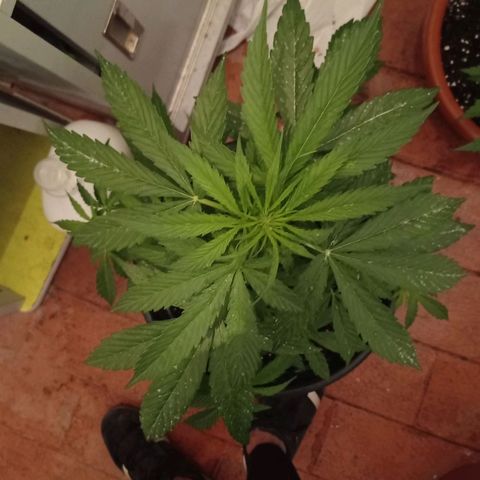 Magnum auto growlog timeline photo