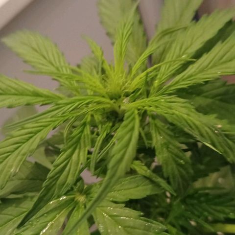 Magnum auto growlog timeline photo