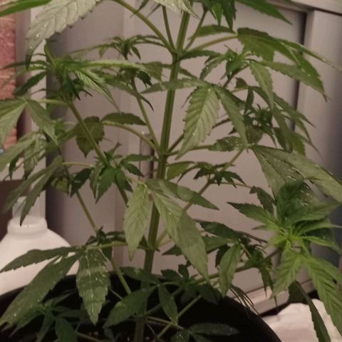 Magnum auto growlog timeline photo