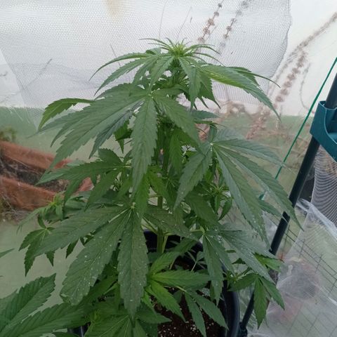 Magnum auto growlog timeline photo