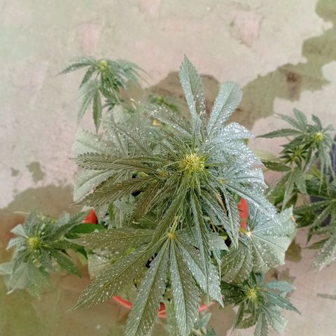 Auto Ak  growlog timeline photo
