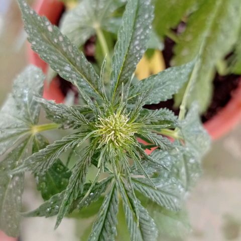 Auto Ak  growlog timeline photo
