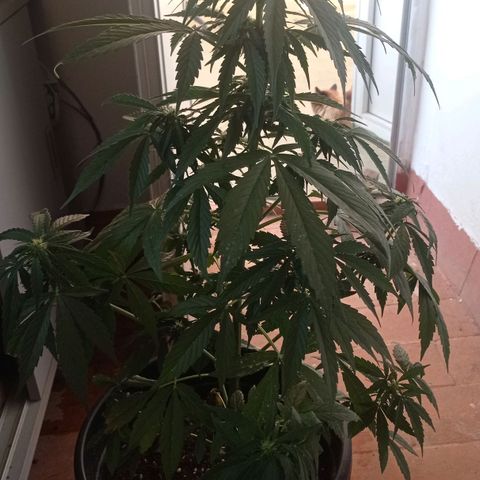 Magnum auto growlog timeline photo