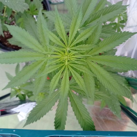 Auto Ak  growlog timeline photo