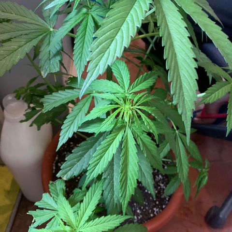 Auto Ak  growlog timeline photo