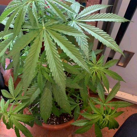 Auto Ak  growlog timeline photo