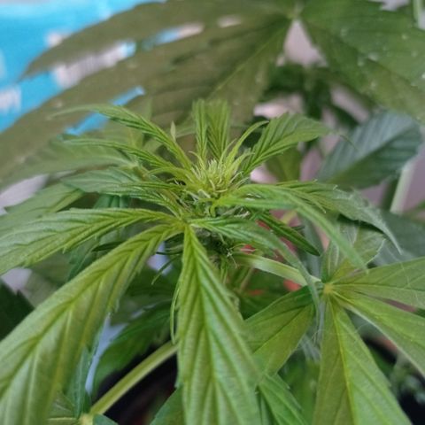 Magnum auto growlog timeline photo