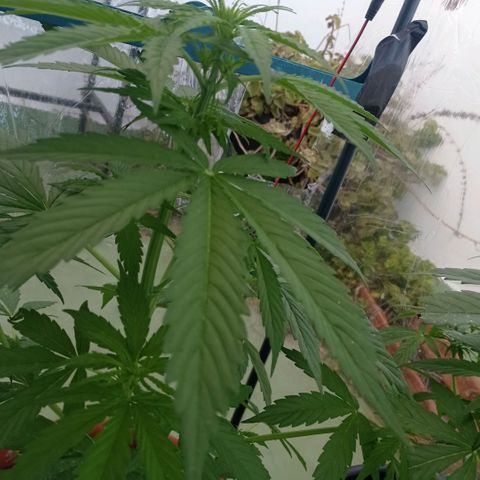 Magnum auto growlog timeline photo