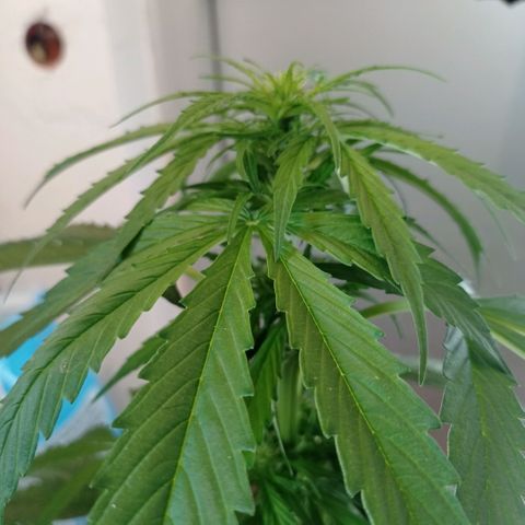 Magnum auto growlog timeline photo