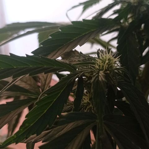 Magnum auto growlog timeline photo