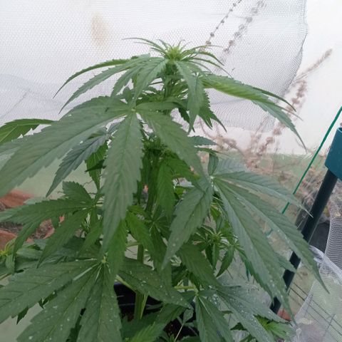 Magnum auto growlog timeline photo